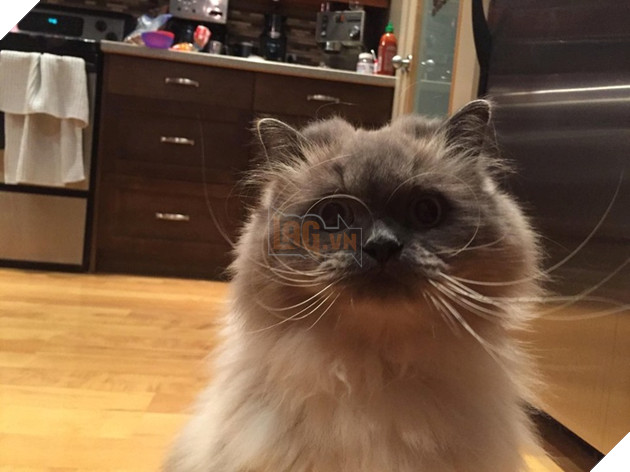 Những hình ảnh khi hoàng thượng cố tỏ ra dễ thương để khiến cho các con sen phải xiêu lòng và phục vụ chúng suốt đời 2