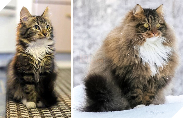 Những hình ảnh khi hoàng thượng cố tỏ ra dễ thương để khiến cho các con sen phải xiêu lòng và phục vụ chúng suốt đời 13