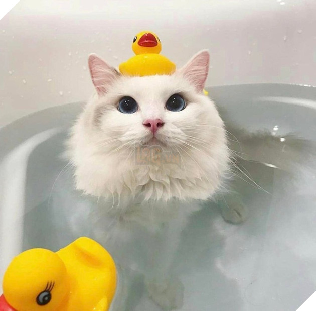 Những hình ảnh khi hoàng thượng cố tỏ ra dễ thương để khiến cho các con sen phải xiêu lòng và phục vụ chúng suốt đời 10