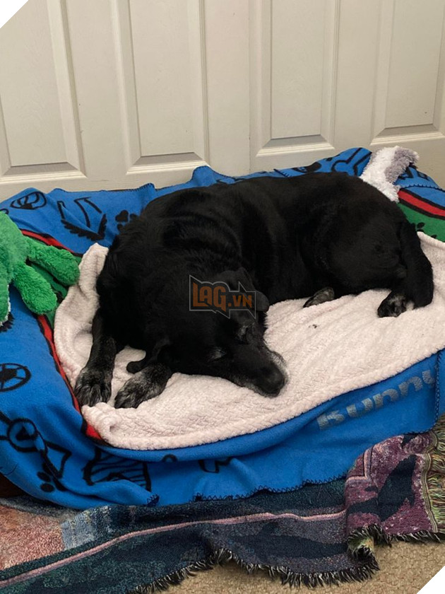 Tổng hợp những hình ảnh các bé động vật dù đã lớn tuổi nhưng vẫn mãi là bé con của lòng sen 9