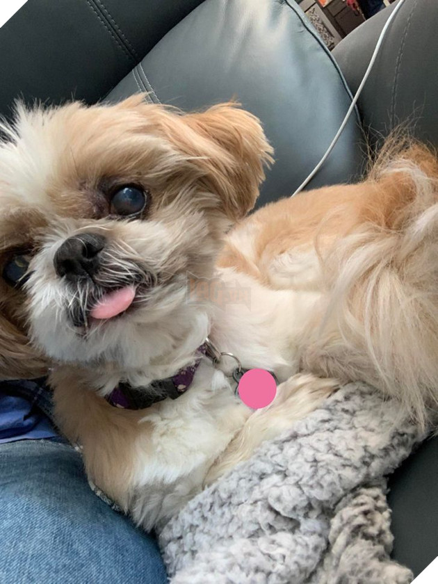 Tổng hợp những hình ảnh các bé động vật dù đã lớn tuổi nhưng vẫn mãi là bé con của lòng sen 13