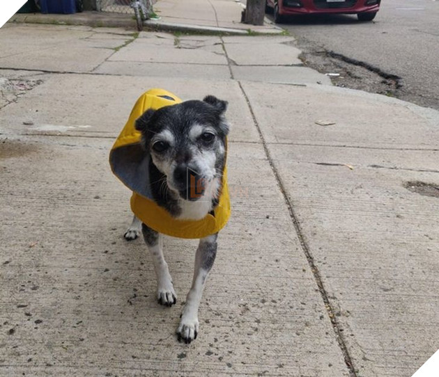 Tổng hợp những hình ảnh các bé động vật dù đã lớn tuổi nhưng vẫn mãi là bé con của lòng sen 2