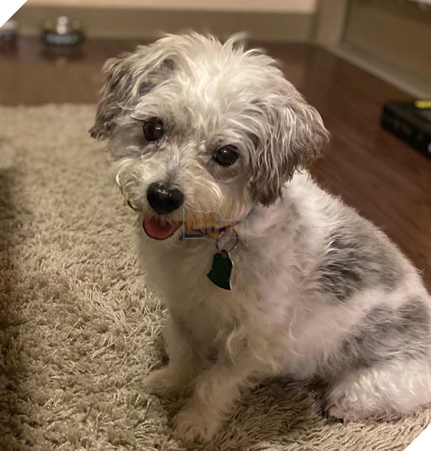 Tổng hợp những hình ảnh các bé động vật dù đã lớn tuổi nhưng vẫn mãi là bé con của lòng sen 12