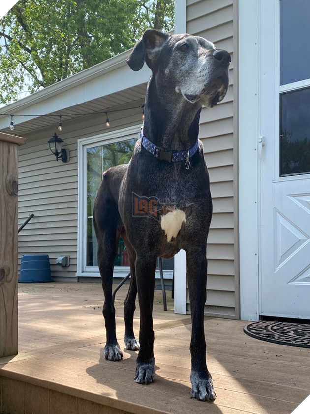 Tổng hợp những hình ảnh các bé động vật dù đã lớn tuổi nhưng vẫn mãi là bé con của lòng sen 3