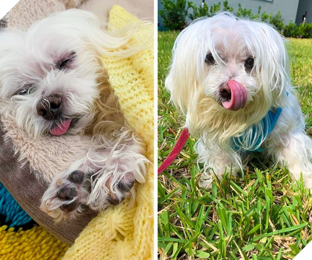 Tổng hợp những hình ảnh các bé động vật dù đã lớn tuổi nhưng vẫn mãi là bé con của lòng sen