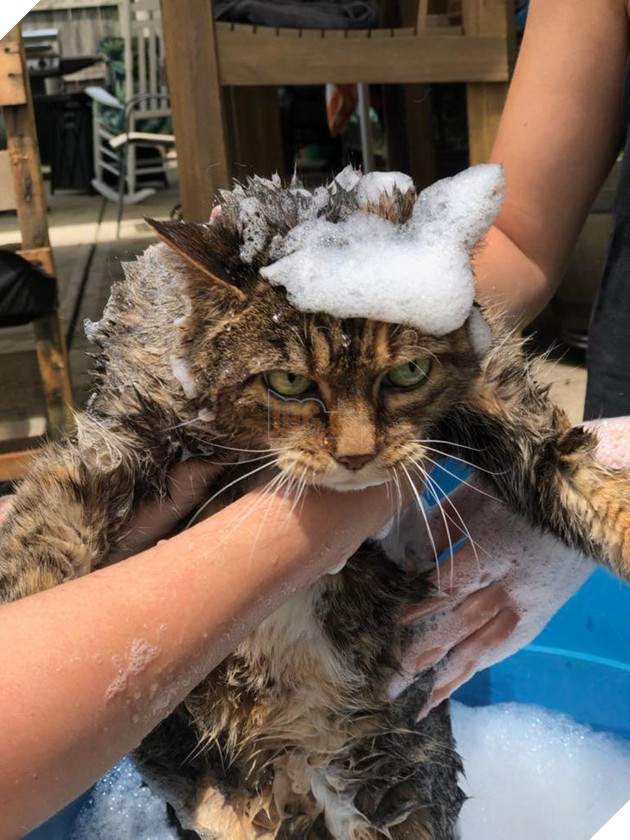 Tổng hợp những hình ảnh các bé động vật dù đã lớn tuổi nhưng vẫn mãi là bé con của lòng sen 7