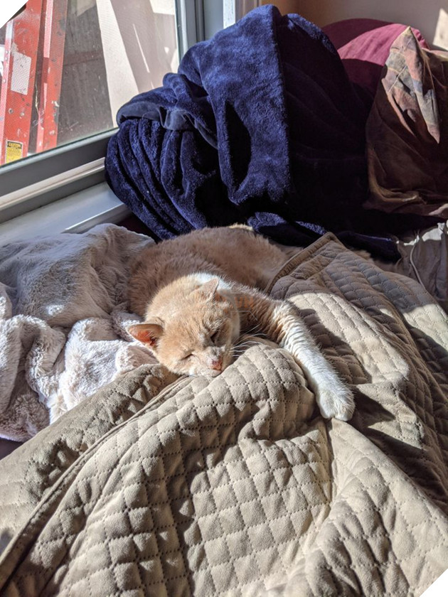 Tổng hợp những hình ảnh các bé động vật dù đã lớn tuổi nhưng vẫn mãi là bé con của lòng sen 14