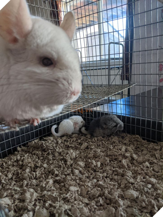 Tổng hợp những hình ảnh các bé động vật dù đã lớn tuổi nhưng vẫn mãi là bé con của lòng sen 11