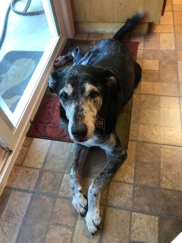 Tổng hợp những hình ảnh các bé động vật dù đã lớn tuổi nhưng vẫn mãi là bé con của lòng sen 15