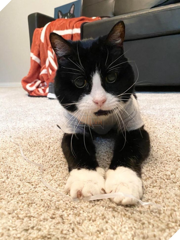 Tổng hợp những hình ảnh các bé động vật dù đã lớn tuổi nhưng vẫn mãi là bé con của lòng sen 6