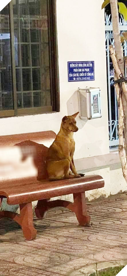'Mê chơi quên lối về' nên bị lạc, cô cún đến thẳng đồn công an nhờ tìm chủ