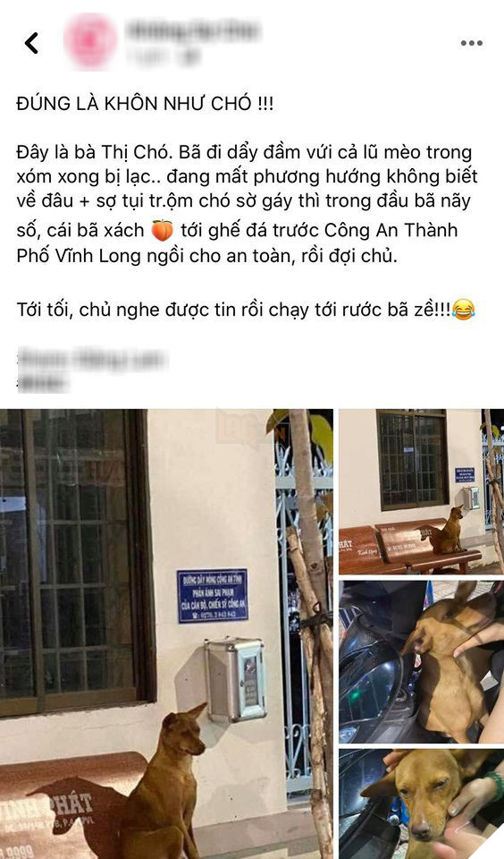 'Mê chơi quên lối về' nên bị lạc, cô cún đến thẳng đồn công an nhờ tìm chủ