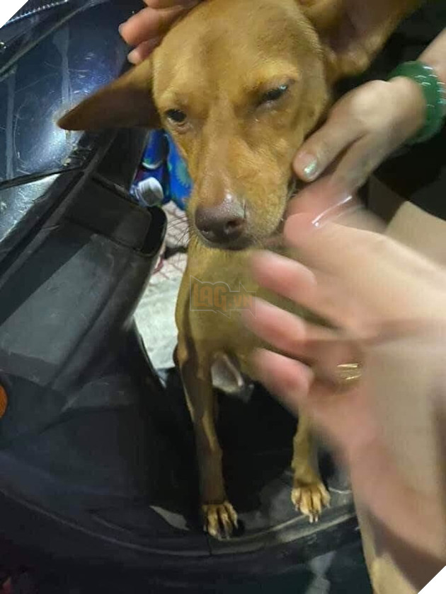 'Mê chơi quên lối về' nên bị lạc, cô cún đến thẳng đồn công an nhờ tìm chủ