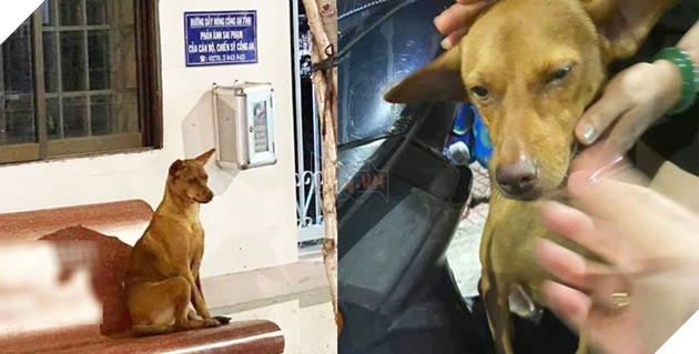 'Mê chơi quên lối về' nên bị lạc, cô cún đến thẳng đồn công an nhờ tìm chủ