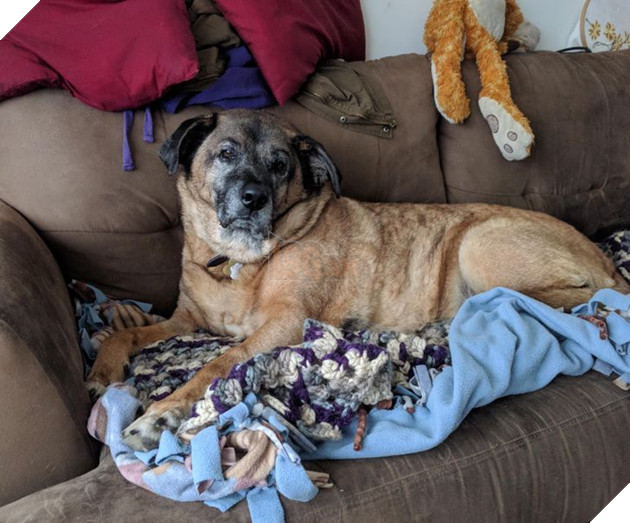 Tổng hợp những hình ảnh các bé động vật dù đã lớn tuổi nhưng vẫn mãi là bé con của lòng sen 16