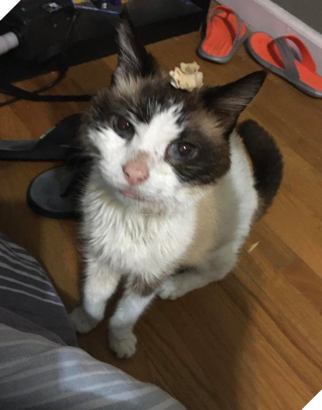 Tổng hợp những hình ảnh các bé động vật dù đã lớn tuổi nhưng vẫn mãi là bé con của lòng sen 10