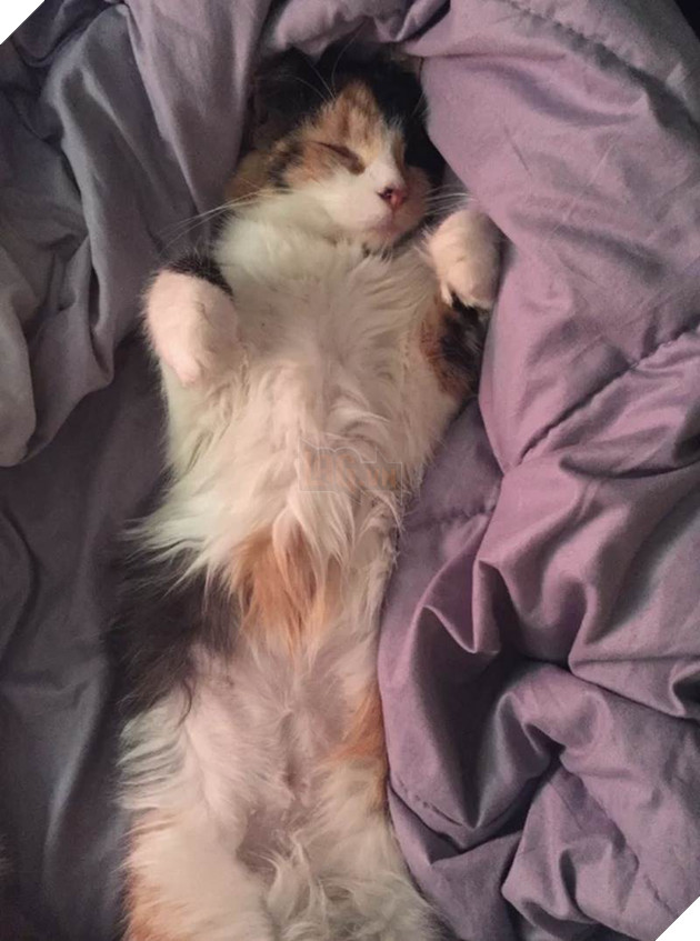 12 bằng chứng cho thấy mèo là loài động vật dễ thương nhất quả đất 12