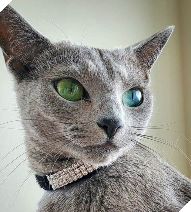 12 bằng chứng cho thấy mèo là loài động vật dễ thương nhất quả đất 4