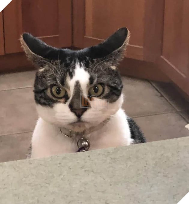 12 bằng chứng cho thấy mèo là loài động vật dễ thương nhất quả đất