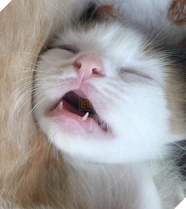 12 bằng chứng cho thấy mèo là loài động vật dễ thương nhất quả đất 2