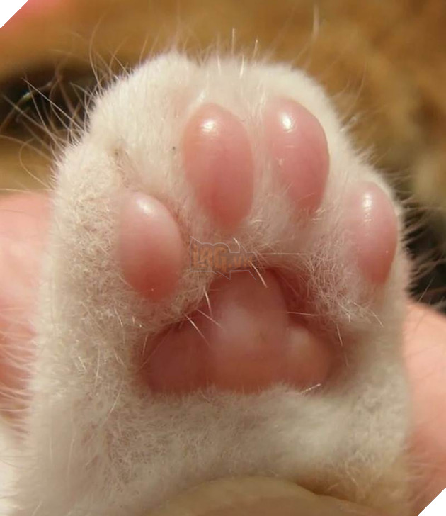 12 bằng chứng cho thấy mèo là loài động vật dễ thương nhất quả đất 6