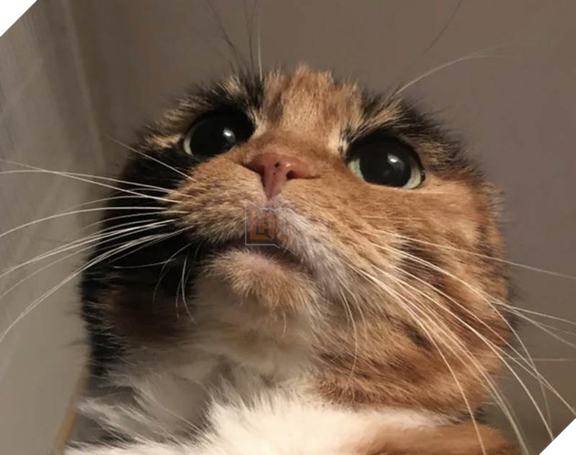 12 bằng chứng cho thấy mèo là loài động vật dễ thương nhất quả đất 9