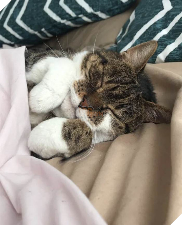 12 bằng chứng cho thấy mèo là loài động vật dễ thương nhất quả đất 11