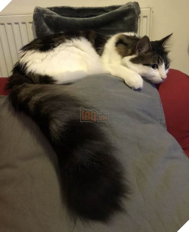 12 bằng chứng cho thấy mèo là loài động vật dễ thương nhất quả đất 8