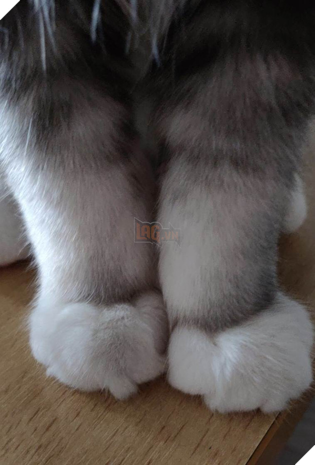 12 bằng chứng cho thấy mèo là loài động vật dễ thương nhất quả đất 5