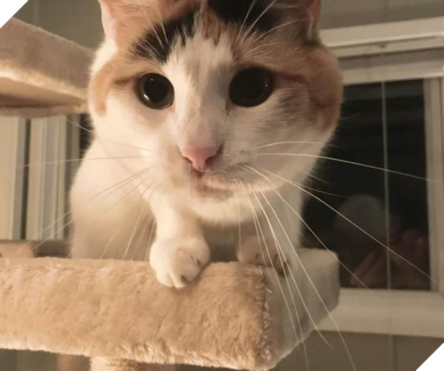 12 bằng chứng cho thấy mèo là loài động vật dễ thương nhất quả đất 10