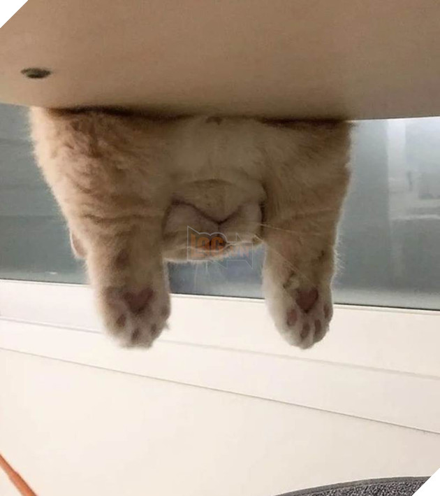 12 bằng chứng cho thấy mèo là loài động vật dễ thương nhất quả đất 3