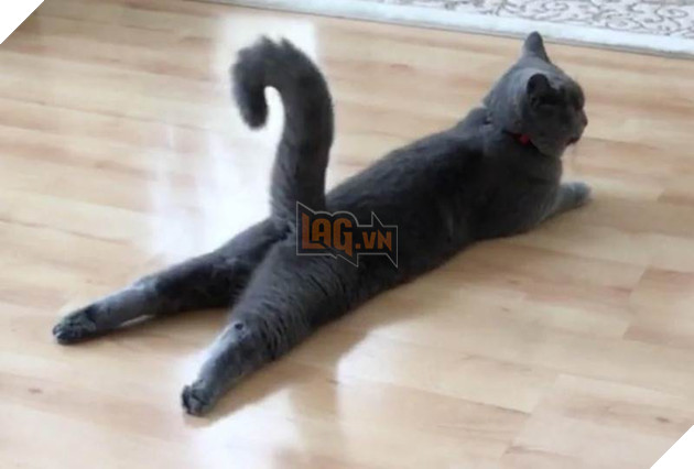 12 bằng chứng cho thấy mèo là loài động vật dễ thương nhất quả đất 7