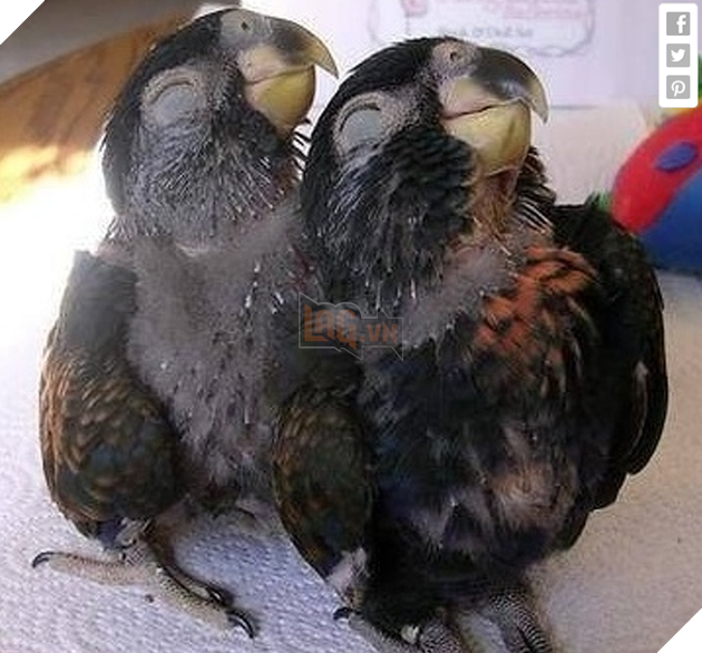 18 hình ảnh vui nhộn về thú cưng khi chúng trở thành những siêu mẫu tạo dánh chụp hình đẹp khỏi chê 8