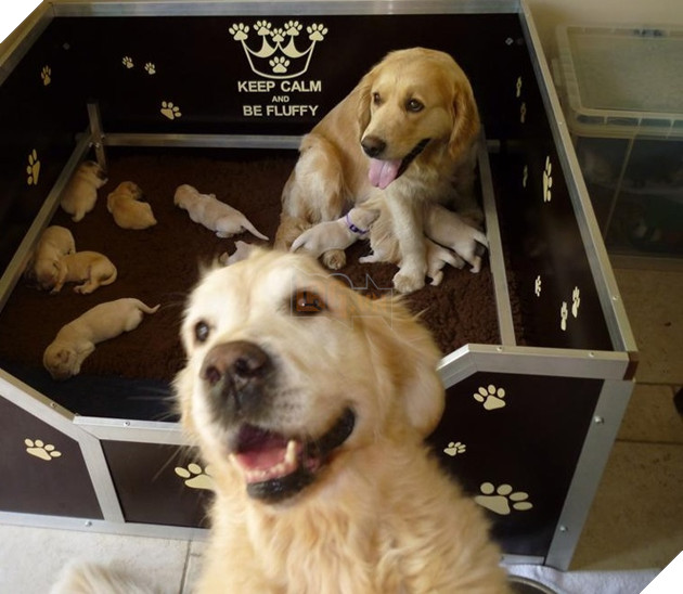 18 hình ảnh vui nhộn về thú cưng khi chúng trở thành những siêu mẫu tạo dánh chụp hình đẹp khỏi chê 16