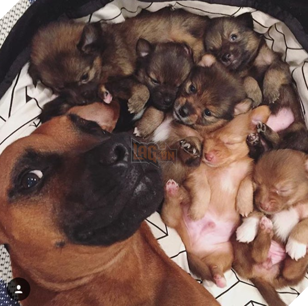 18 hình ảnh vui nhộn về thú cưng khi chúng trở thành những siêu mẫu tạo dánh chụp hình đẹp khỏi chê 6