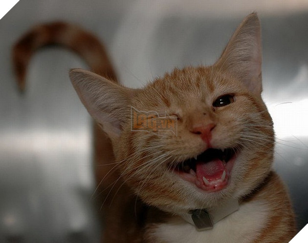 18 hình ảnh vui nhộn về thú cưng khi chúng trở thành những siêu mẫu tạo dánh chụp hình đẹp khỏi chê 2