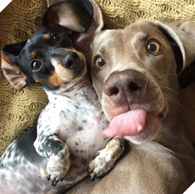 18 hình ảnh vui nhộn về thú cưng khi chúng trở thành những siêu mẫu tạo dánh chụp hình đẹp khỏi chê 7