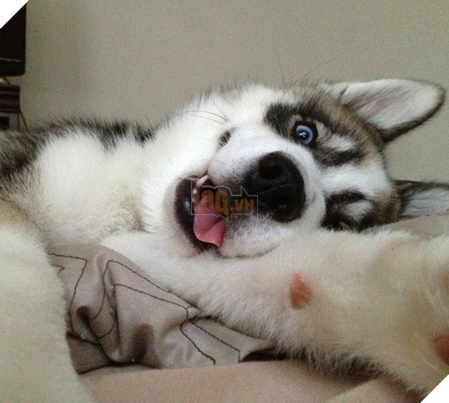 18 hình ảnh vui nhộn về thú cưng khi chúng trở thành những siêu mẫu tạo dánh chụp hình đẹp khỏi chê 3