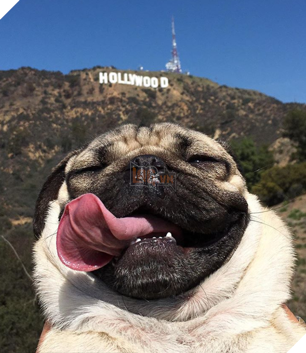 18 hình ảnh vui nhộn về thú cưng khi chúng trở thành những siêu mẫu tạo dánh chụp hình đẹp khỏi chê 9