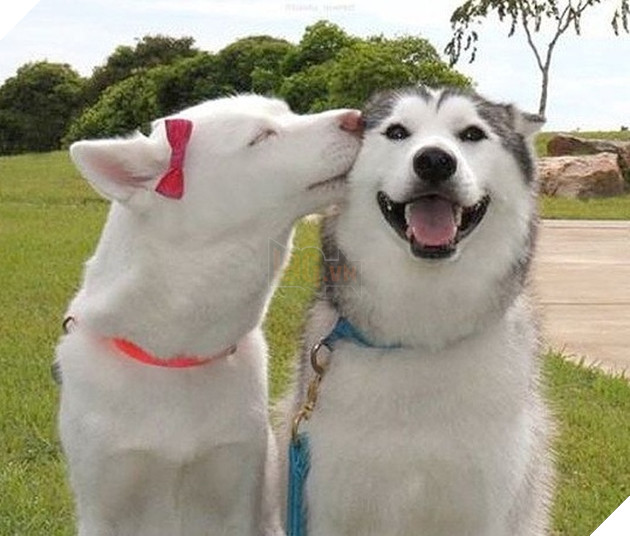 18 hình ảnh vui nhộn về thú cưng khi chúng trở thành những siêu mẫu tạo dánh chụp hình đẹp khỏi chê 4