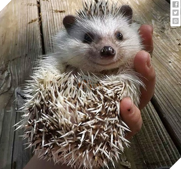 18 hình ảnh vui nhộn về thú cưng khi chúng trở thành những siêu mẫu tạo dánh chụp hình đẹp khỏi chê 10