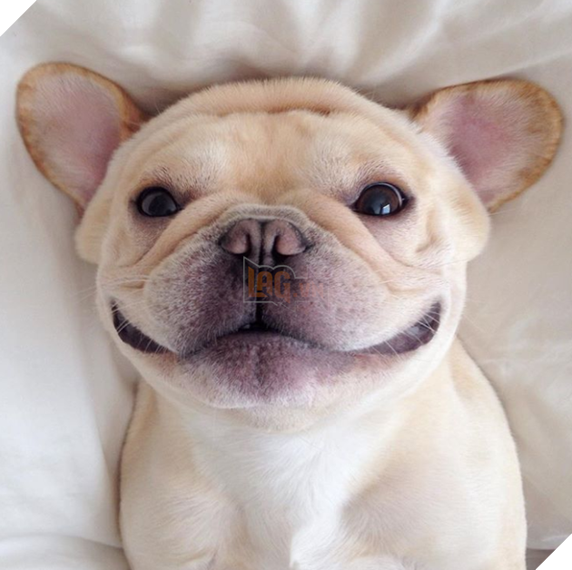 18 hình ảnh vui nhộn về thú cưng khi chúng trở thành những siêu mẫu tạo dánh chụp hình đẹp khỏi chê 14