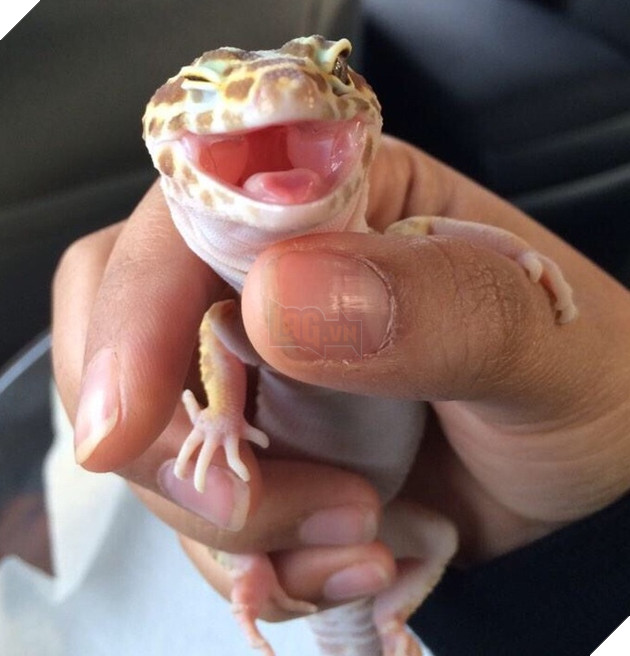 18 hình ảnh vui nhộn về thú cưng khi chúng trở thành những siêu mẫu tạo dánh chụp hình đẹp khỏi chê 5