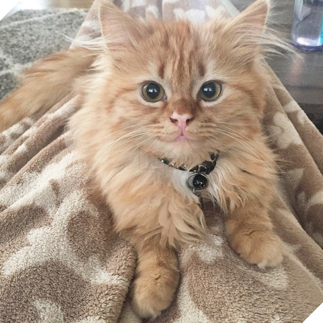 18 hình ảnh vui nhộn về thú cưng khi chúng trở thành những siêu mẫu tạo dánh chụp hình đẹp khỏi chê 11