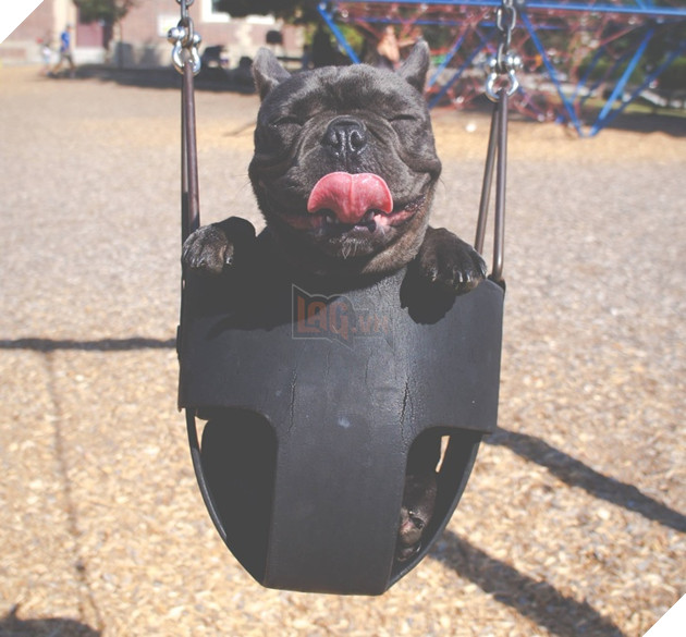 18 hình ảnh vui nhộn về thú cưng khi chúng trở thành những siêu mẫu tạo dánh chụp hình đẹp khỏi chê 12