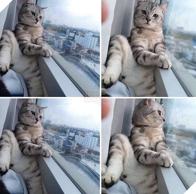 18 hình ảnh vui nhộn về thú cưng khi chúng trở thành những siêu mẫu tạo dánh chụp hình đẹp khỏi chê 17