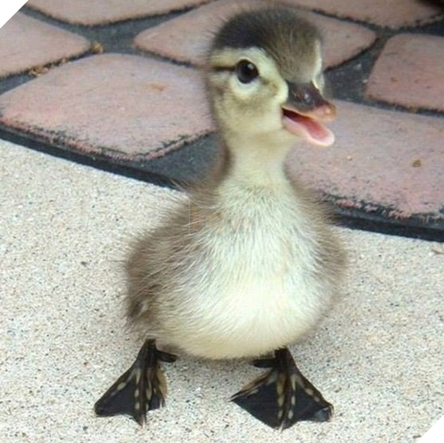 18 hình ảnh vui nhộn về thú cưng khi chúng trở thành những siêu mẫu tạo dánh chụp hình đẹp khỏi chê 13