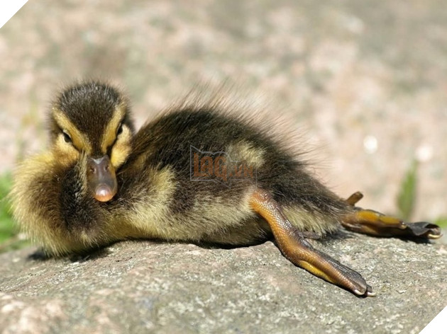 18 hình ảnh vui nhộn về thú cưng khi chúng trở thành những siêu mẫu tạo dánh chụp hình đẹp khỏi chê 15