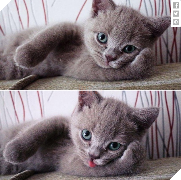 18 hình ảnh vui nhộn về thú cưng khi chúng trở thành những siêu mẫu tạo dánh chụp hình đẹp khỏi chê 18