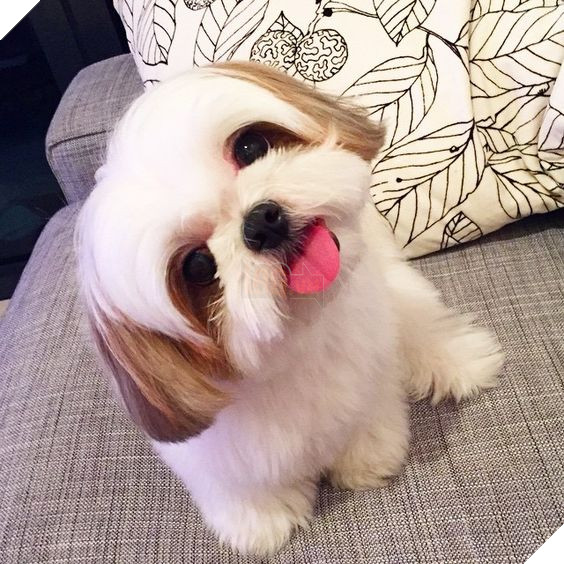 18 bằng chứng cho thấy các bé động vật khi còn nhỏ đều rất dễ thương và được các con sen yêu mến hết mực 21